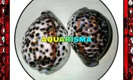 1 Pcs Cangkang Kerang Giga Cowry Cypraea Tigris Kuwuk Macan Xantic Grade A+