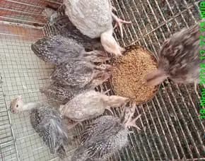 Kalkun Anakan/Ayam Kalkun