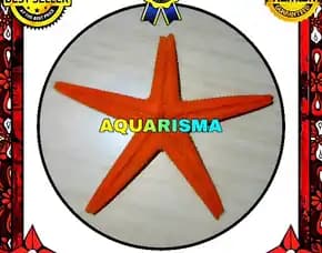 1 Pcs Cangkang Bintang Laut Sea Star Astropecten Scoparius Oren Grade A+