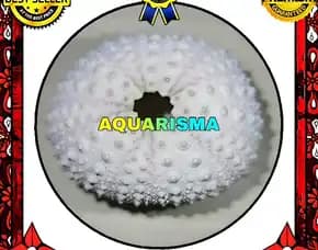 1 Pcs Cangkang Bulu Babi Putih Echinus Ghopal Sea Urchins Grade A+
