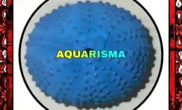 1 Pcs Cangkang Bulu Babi Biru Colobocentrotus Atratus Sea Urchins Grade A+