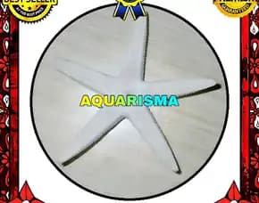 1 Pcs Cangkang Bintang Laut Sea Star Astropecten Scoparius Putih Grade A+