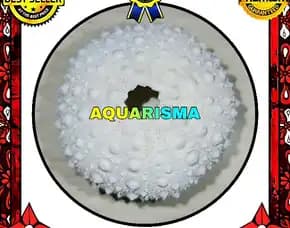 Cangkang Bulu Babi Putih Echinus Echinoya Sea Urchins Grade A+