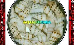 7 Pcs Cangkang Keong Terompet Adelyn Demetrious Grade A+