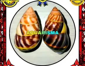 1 Pcs Cangkang Keong Butoti Amphidromus Perversus Melanomma Polish Grade A+