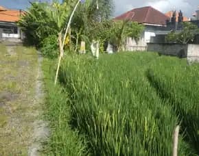 Dikontrakan 13,04 Are, Jl. Kayu Tulang Utara Pura Wates Canggu Kuta Utara