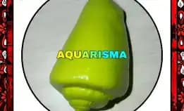 1 Pcs Cangkang Keong Strombus Conomurex Luhuanus Conch Hijau Grade A+