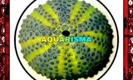 1 Pcs Cangkang Bulu Babi Hijau Colobocentrotus Atratus Sea Urchins Grade A+