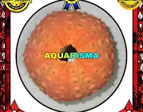 Cangkang Bulu Babi Oren Echinus Echinoya Sea Urchins Grade A+