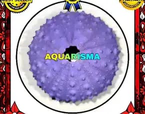 Cangkang Bulu Babi Ungu Echinus Echinoya Sea Urchins Grade A+