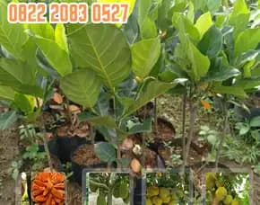 0822 2083 0527 ( Tsel ) Sentra Bibit Pertanian,  Bibit Buah Nangka Dan Tanaman Okra Di Pekanbaru Kota Pekanbaru Riau
