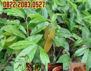 0822 2083 0527 (Tsel)  Sentra Bibit,  Bibit Coklat Ember, Bibit Jagung Coklat Pollarise