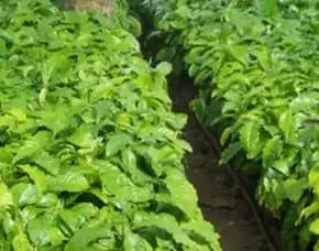 0851 8900 8260 ( Tsel ) Sentra Bibit Kopi, Harga Bibit Kopi Arabika Bersertifikat