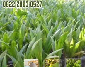 0822.2083.0527 (Tsel) Sentra Bibit Kelapa,    Bibit Kelapa Hibrida Di Palembang
