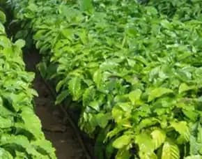 Sentra Bibit Kopi, Bibit Kopi Liberika
