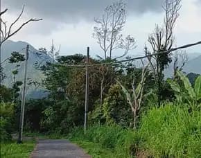 Kebun Alpukat Produktif Sukasada Buleleng Bali