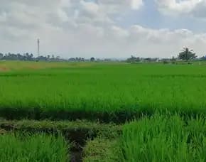 Dijual 57,5 Are, Jl. Pantai Kelating Kerambitan Tabanan