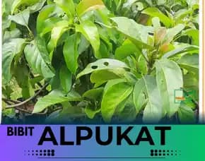 Hortikultura Buah  Bibit Alpukat Mentega Miki Depok