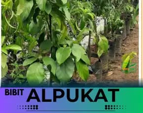 Hortikultura Buah  Bibit Alpukat Mentega Miki