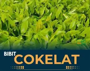 Sentra Bibit Kakao Berkualitas, Bibit Buah Kakao Pollarise