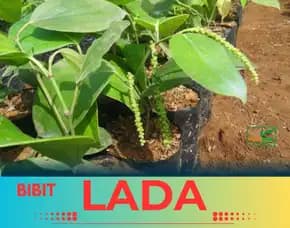 Pusat Bibit,  Benih Lada Yang Baik
