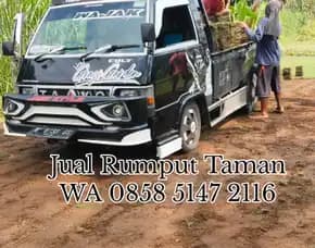Harga Rumput Jepang Tulungagung