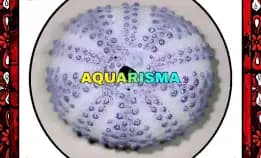 1 Pcs Cangkang Bulu Babi Big Ungu Colobocentrotus Atratus Sea Urchins Grade A+