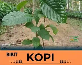 Petani Bibit Kopi, Bibit Kopi Di Tabanan