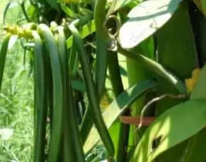 Sentral  Harga Bibit Tanaman Vanili
