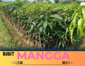 Hortikultura Bibit Unggul  Mangga Taiwan