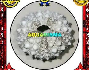 1 Pcs Cangkang Bulu Babi Natural Echinus Tylodes Echinoidea Sea Urchins Grade A+