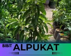 Hortikultura Buah   Bibit Alpukat Mentega Super