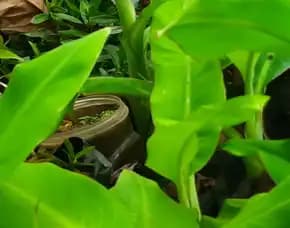 Jual Bibit Pisang Raja Di Semarang