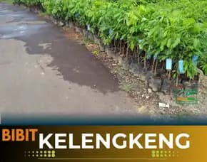 Agrocenter  Bibit Kelengkeng Super