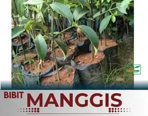 Sentra Bibit Manggis , Jual Bibit Pohon Manggis Di Malang, Jual Bibit Pohon Manggis Di Malang