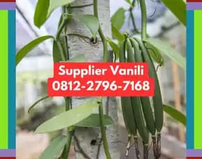 0812,2796,7168 Pabrik Vanili Di Trenggalek