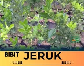 Sentral Pertanian Bibit Jeruk Santang Madu Di Solo