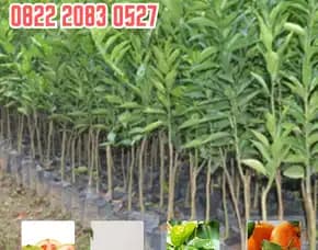 0822.2083.0527 (Tsel)  Hortikultura Buah  Bibit Jeruk Nipis Super