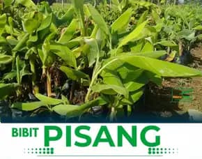 Jual Bibit Pisang Ambon Kuning