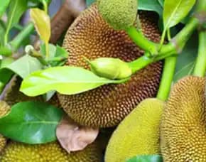 Sentra Bibit Pertanian,  Bibit Nangka Merah