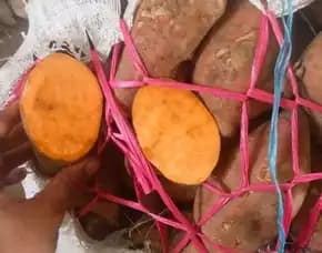 Ubi Madu Ready