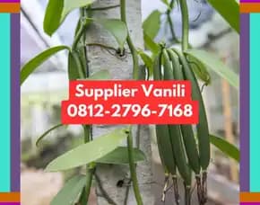 0812,2796,7168 Jual Bibit Vanili Terdekat Di Ngawi