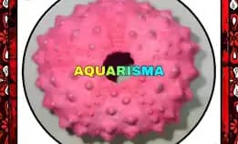 1 Pcs Cangkang Bulu Babi Pink Echinus Tylodes Echinoidea Sea Urchins Grade A+