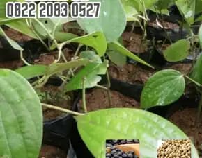 0822.2083.0527 (Tsel) Pusat Bibit,  Pembekal Benih Lada Hitam