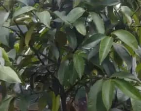 Sentra Bibit Manggis , Bibit Manggis Genjah, Bibit Manggis Genjah