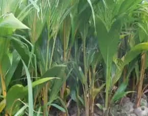 Epollarise  Bibit Kelapa Genjah Entok Di Medan