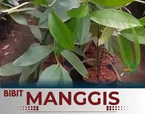 Sentra Bibit Manggis , Jual Bibit Pohon Manggis Di Bogor, Harga Bibit Buah Manggis