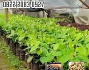 0822.2083.0527 (Tsel) Pusat Bibit,  Benih Lada Besar