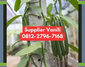 0812,2796,7168 Jual Bibit Vanili Terdekat Di Probolinggo