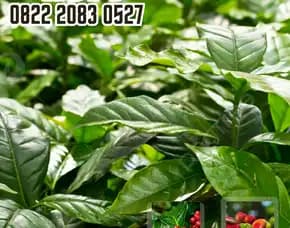 0822 2083 0527 ( Tsel ) Sentra Bibit Kopi, Bibit Kopi Stek